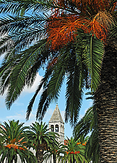 Palmen in Trogir