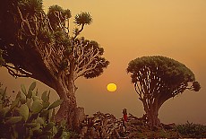 Sunset with dragon trees on La Palma