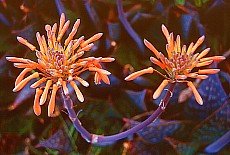 Beautiful flowers on volcano Pico Birigoyo