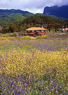 Flower fields near El Paso