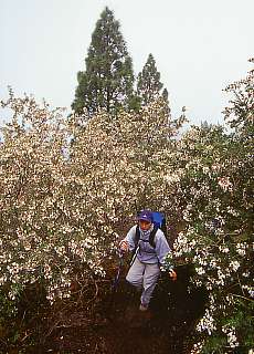 Climbing up to Pico Birigoyo