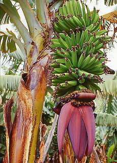 Banana plantage