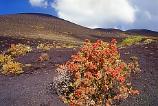 Walking on the volcano Teneguia