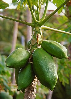 Papayas fruit