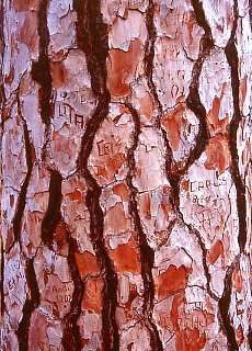 Pine tree bark