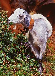 Lucky goats near Garafia