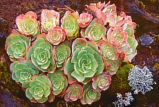 Stoneplant at Pico Birigoyo