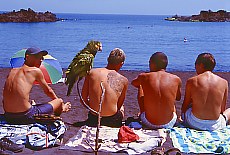 Beach life with parrot in Cancajos