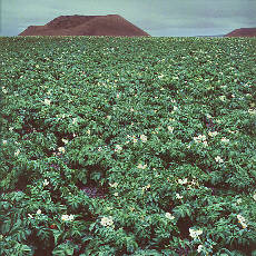 large Tomato field