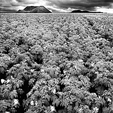 Giant Tomato field on Volcano soll