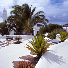 Palmtrees and Agaves