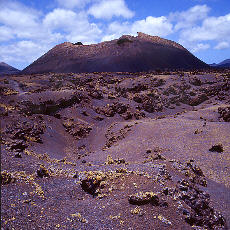 Moose and plaits growing on young Lava