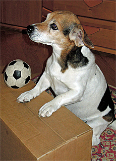 Jack Russell Terrier as pattern pupil