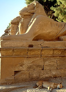 Sleeping dog at ram avenue in Karnak Temple