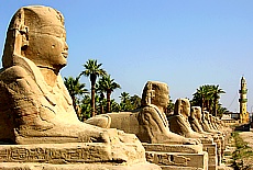 Sphinx Allee in Luxor