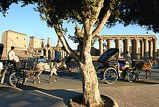 Horse carts in front of Luxor Temple