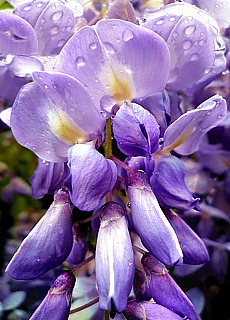 Flowers in Cirali