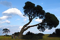 Ancient pine trees on the beach of Cirali