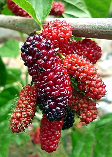 Mulberry tree on the Lycian Way