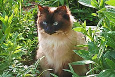 Ragdoll cat lady Maggie, seal-mitted