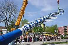 Maypole on crane hook in Munich district Thalkirchen