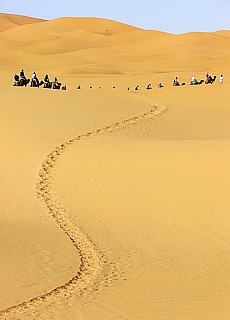 Camel caravan in the sand dunes of Merzouga