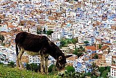 Grazing donkey upon Chefchaouen the blue city