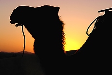 Sunset with camel in the desert near Merzouga