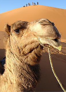 Camelride in the sand dunes of Merzouga