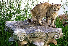 Tigercat in Museum of Rabat