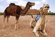 Camels in front of Kasbah Ait Ben Haddou near Quarzazate