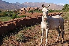 Telouet at Glaoui Kasbah in High Atlas mountains