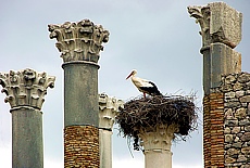 Storks breeding on top of Roman columns at Volubilis