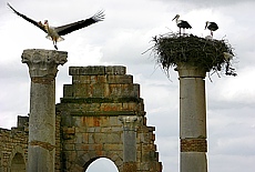 Storks breeding on top of Roman columns in Volubilis