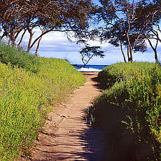 Trail to the beach