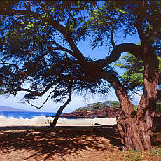 Path to the beach