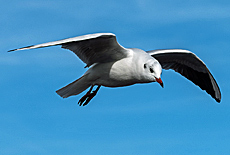 Chiemsee Mve im Flug