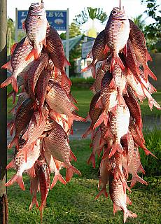 Fishmarket on wayside