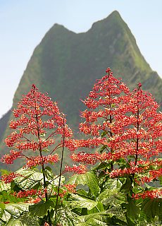 Mountainworld on Moorea