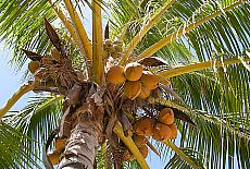 Coconut palms on Moorea