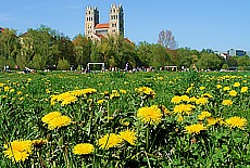 Springtime on the river Isar in Munich