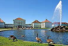 Geese in Nymphenburg Palace park