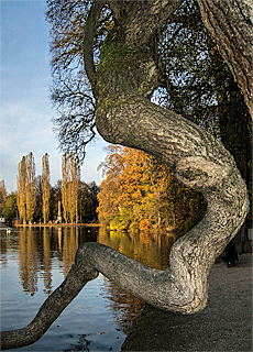 Magischer Schlangenbaum am Kleinhesseloher See