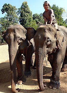 Elephant camp in Nge Saung