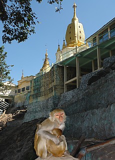 Monkeys on Mount Popa