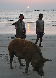 Walk on the beach with  funny domestic pig 