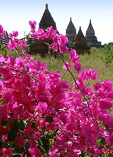 Pagoda landscape Bagan