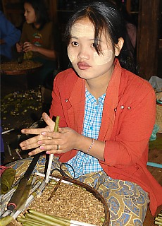Beautiful burmese girl makes hand-rolled cigars