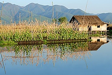 Floating gardens in Lake Inle