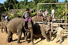 Elephant camp in Nge Saung